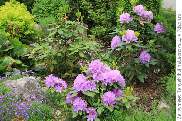 Рододендроны в начале июня