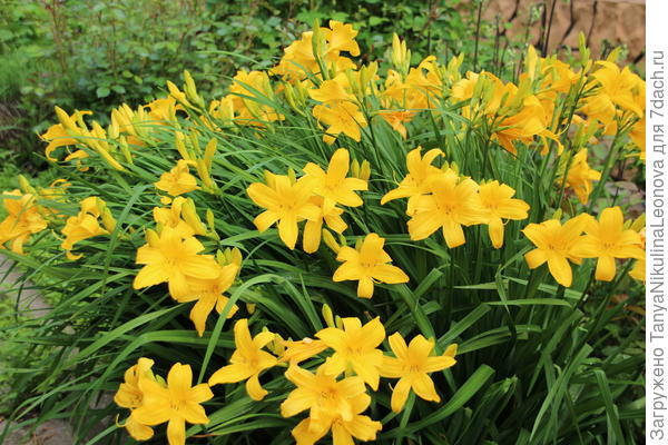 Жёлтый. ароматный...