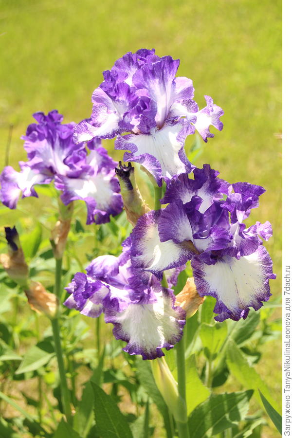 Двуцветный