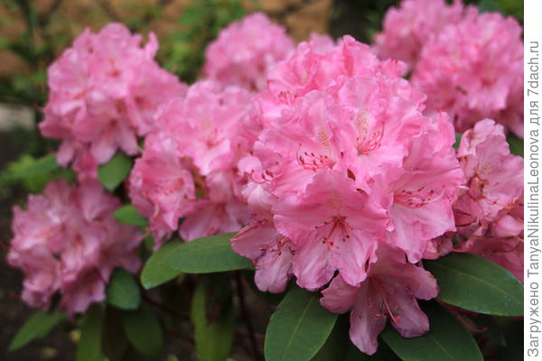 Розеум элеганс