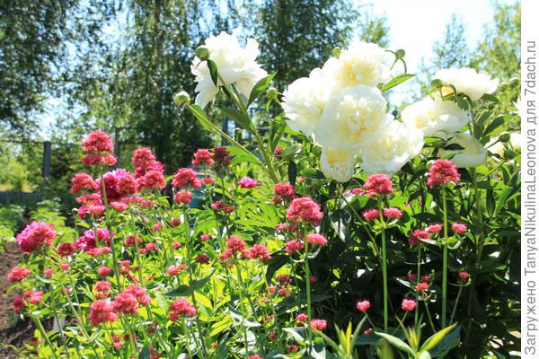 Валериана и пион