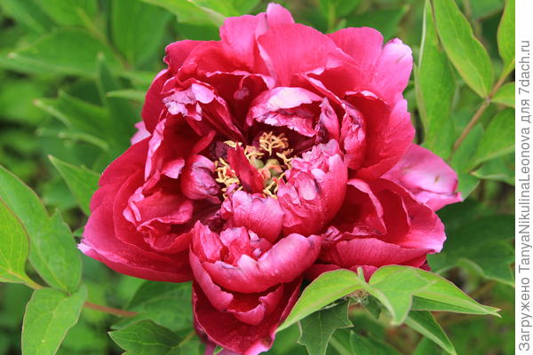 6 июня ещё цветёт древовидный