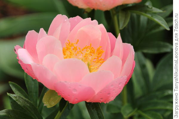 Почти Лотос....