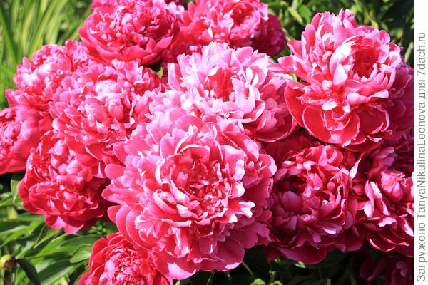 Классика из тёмной вишни...Феликс Крус