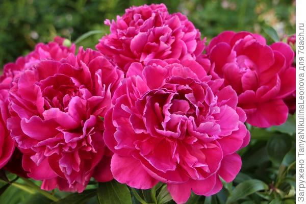 Сердце вулкана