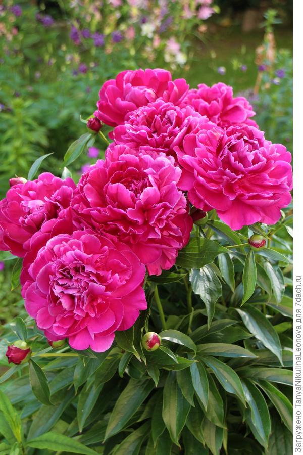 Сердце вулкана . Не пион - огонь!