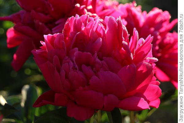 Этот полная махра, с очень красивой тёмной листвой. Низкий.