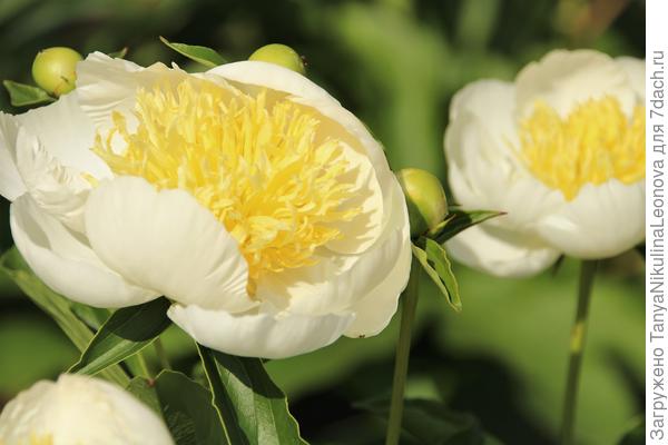 Голд Стандарт