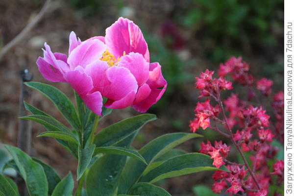 Цитерия и гейхеры