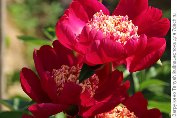 Ниппон Бьюти