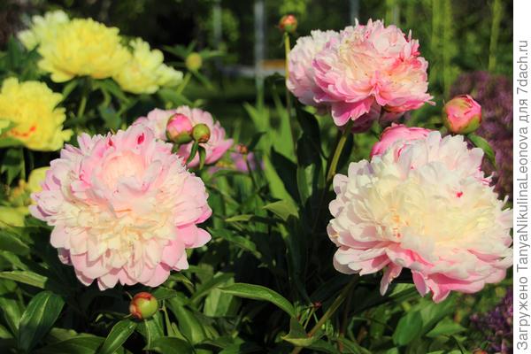 Честер Гауди