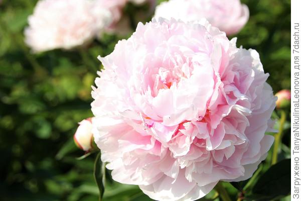 Сара Бернар