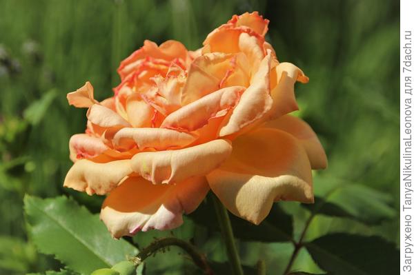 Розы, начало....