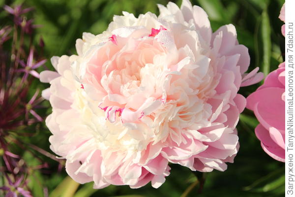 Честер Гауди