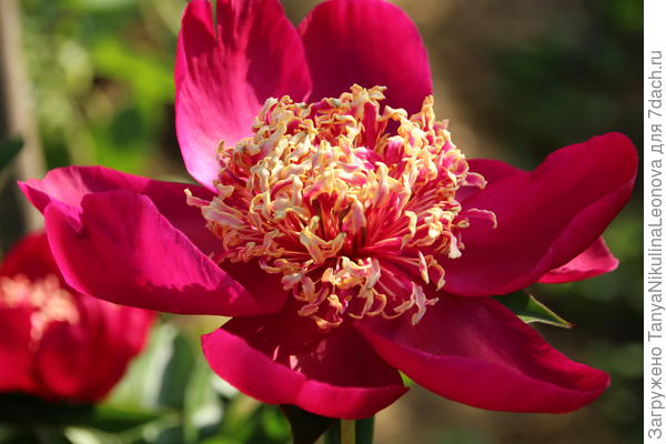 Ниппон Бьюти