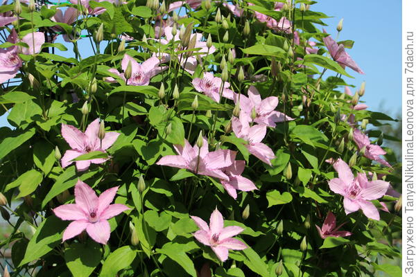 Хёгли Хагрид