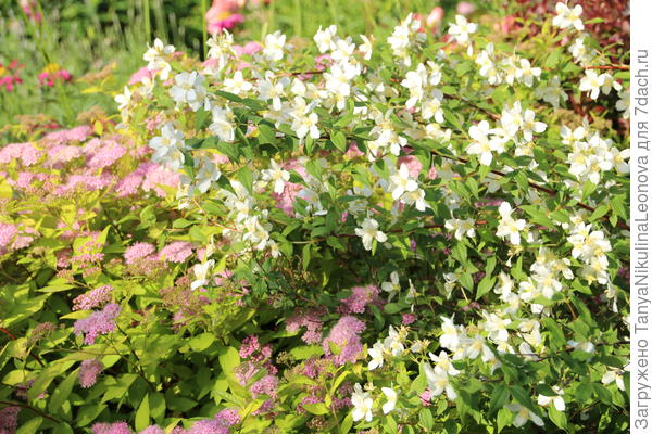 Чубушник - аромат земляники....