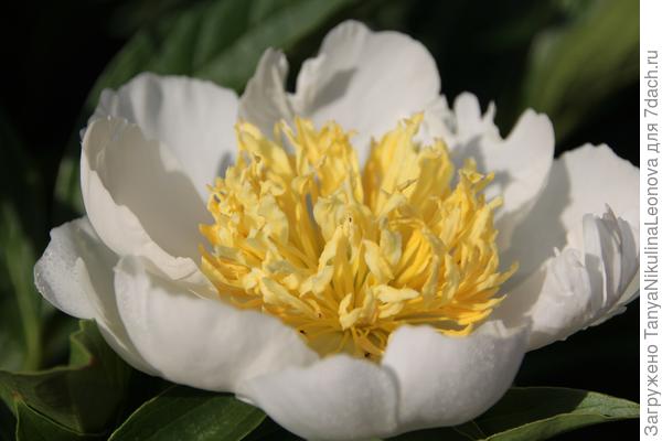 Голд стандарт