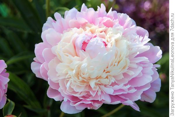 Честер Гауди