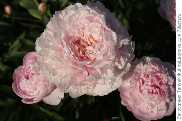 Сара Бернар