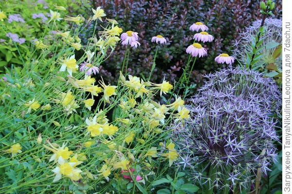 Вечрняя клумба