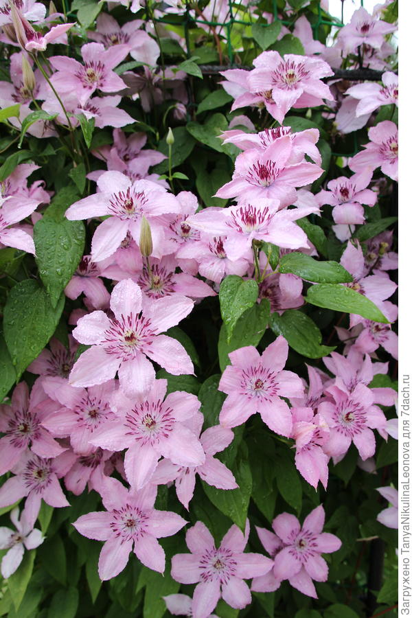 Хёгли Хагрид