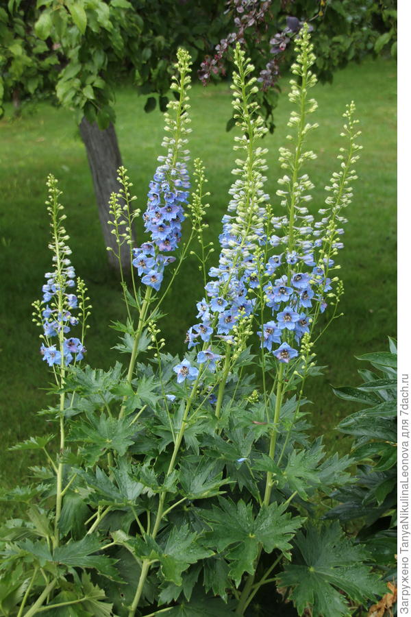 Дельфиниум