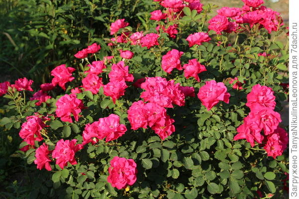 Джон Франклин