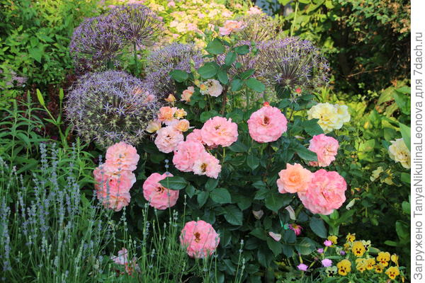 Августа Луиза