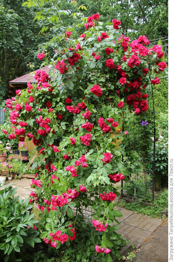 Фламентанц