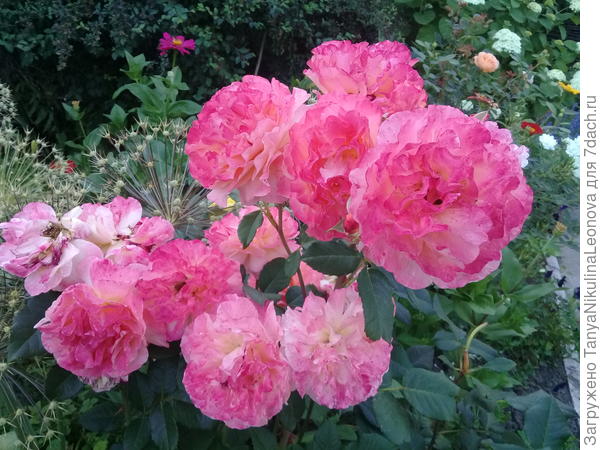 С Днем рождения!