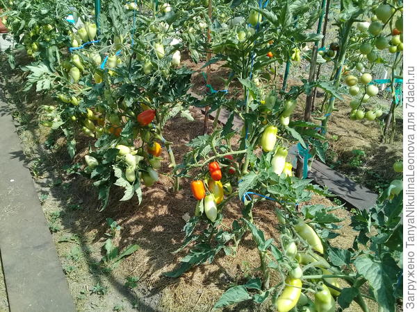 Сегодня в ОГ