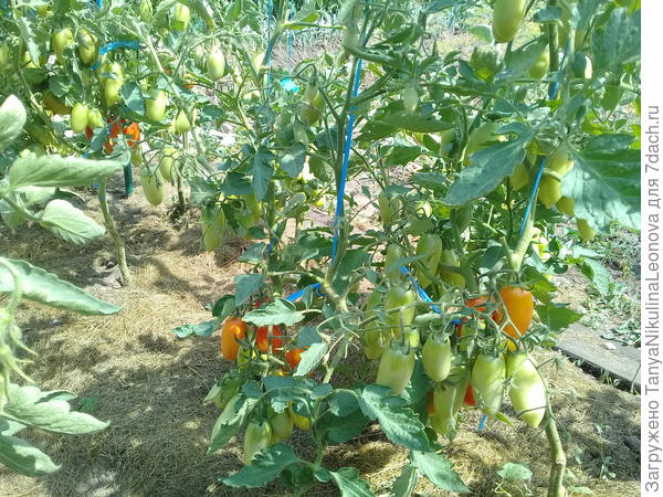 Королевские сливки сегодня