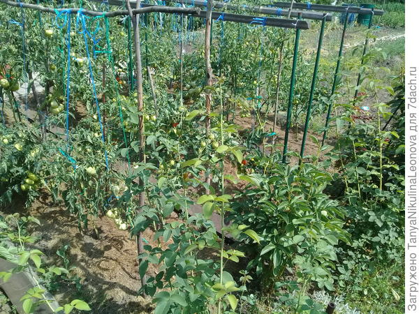 Сегодня в ОГ