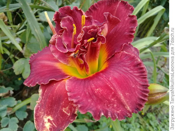 Даже не знаю чем Вас можно удивить... Сколько красоты Вы повидали))) Для Вас сегодня цветет лилейник Найт Эмбер.