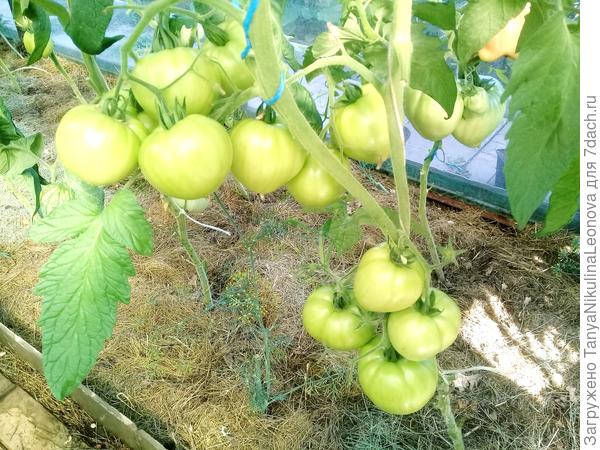 В телефоне вот только Душа Сибири зелененьким нашла)))