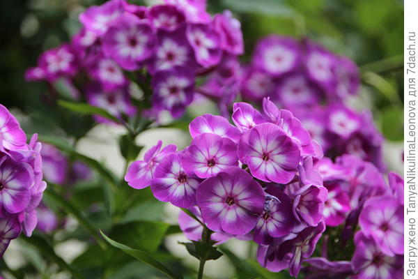 Ароматные флоксы для Вас!