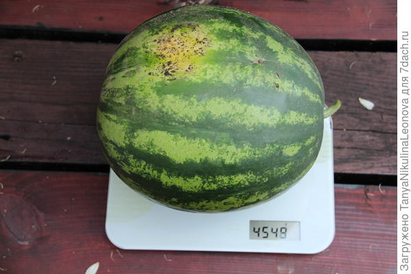 Вес