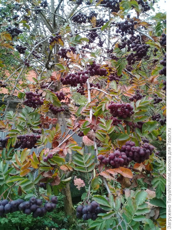 Рябина сладкая