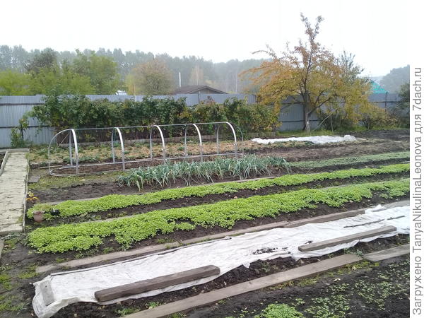 Огород, место под чеснок приготовила.