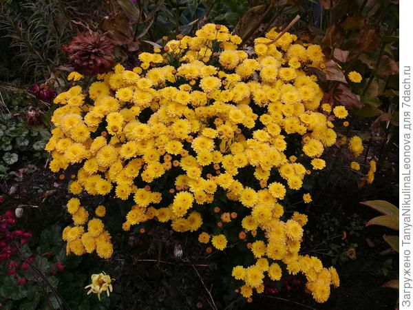 Хризантема