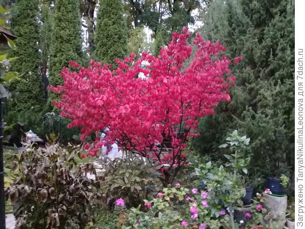 Бересклет пылает