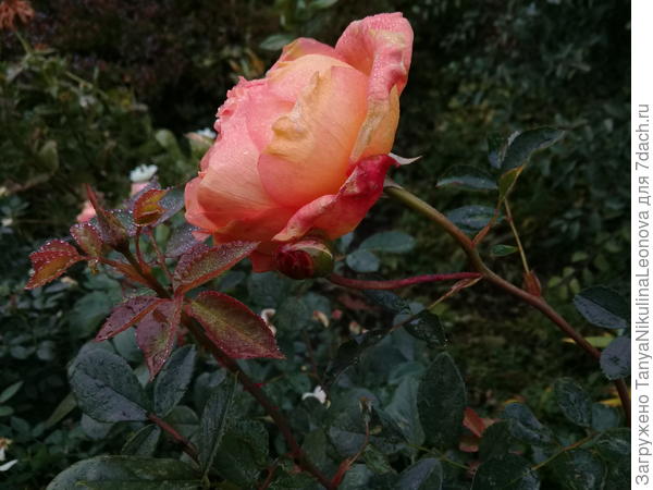 Англичанка