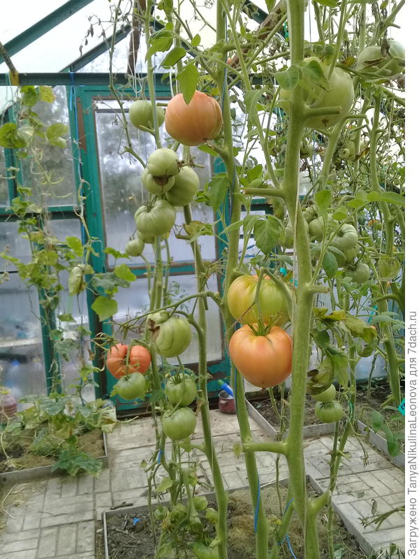 В теплице еще томатики