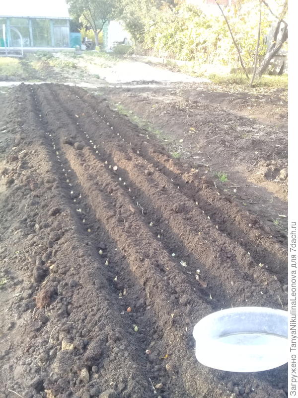 Лучок под зиму