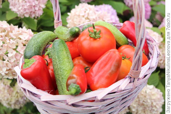 Аэлитные овощи