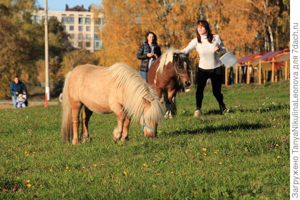 Пони в парке