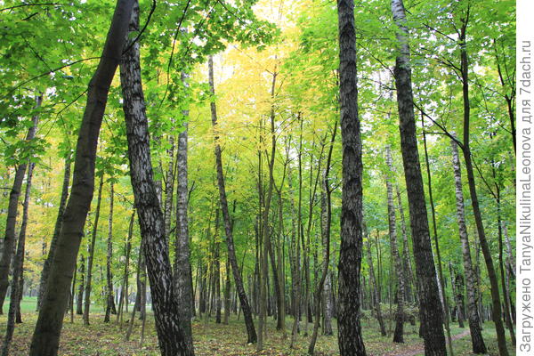 Лесная зона парка огромна...