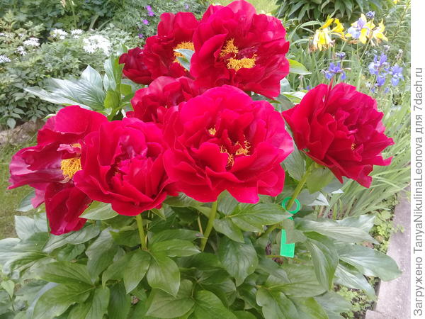 Любимые пионы