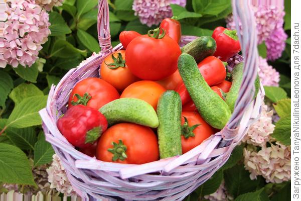 Аэлитные овощи